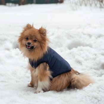 Зимняя куртка (жилетка) для выгула собак Hitvest L голубой-4