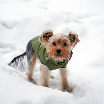 Зимняя куртка (жилетка) для выгула собак Hitvest S зеленый-4